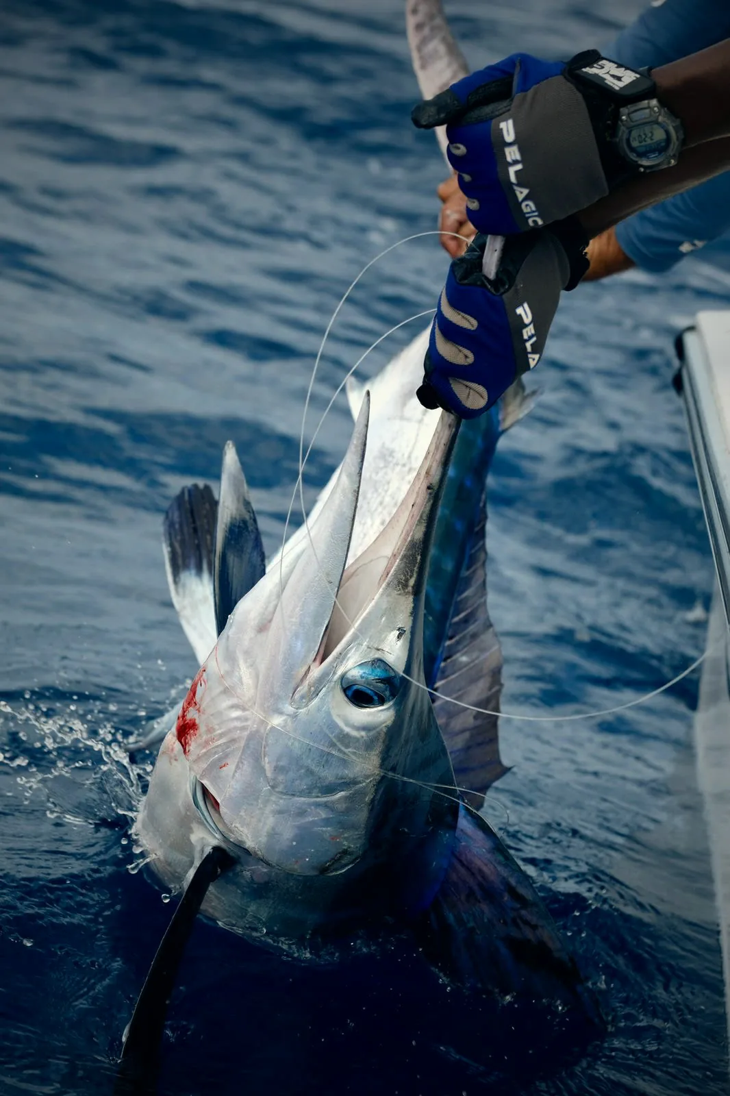 Marlin held at the boat side for release