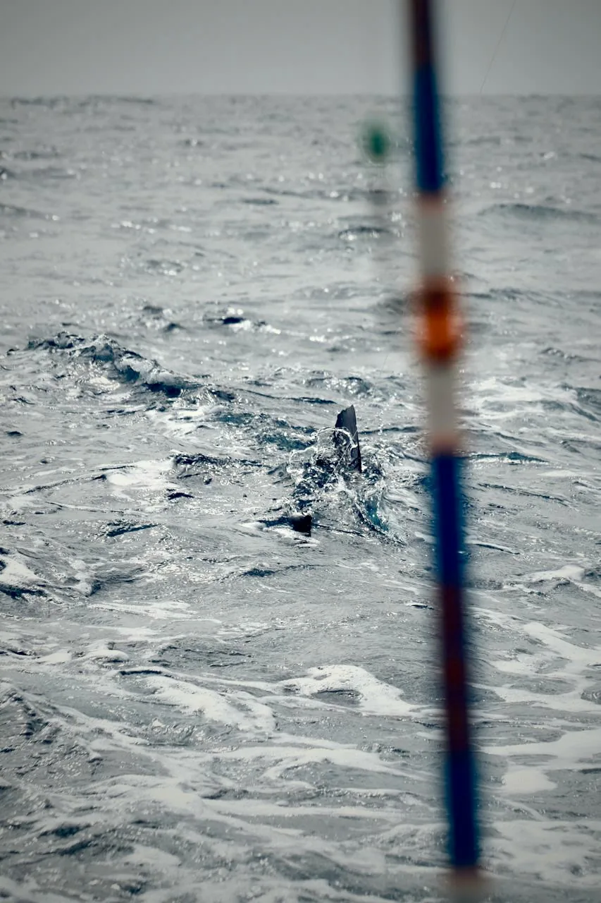 Sailfish breaching the surface
